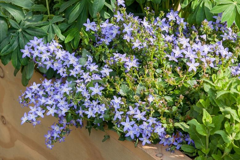 Campanula poscharskyana, Serbian Bellflower, Trailing Bellflower, Violet flowers, Purple flowers, Lavender flowers, groundcover